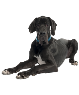 Great Dane Puppies & Dogs for Adoption